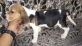 beagle, dogs, pets, animals, -- Dogs -- Metro Manila, Philippines