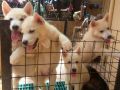 httpswwwolxphitemsiberian husky mix korean jindo for sale id7tz0yhtml, -- Dogs -- Rizal, Philippines