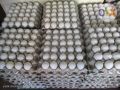 fresh eggs, -- Distributors -- Metro Manila, Philippines