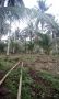 a coconut farm land for sale, -- Land & Farm -- Zamboanga del Sur, Philippines