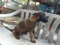 bm belgian malinois puppy puppies dogs, -- Dogs -- Antipolo, Philippines
