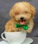 toy poodle for sale, -- Dogs -- Metro Manila, Philippines