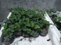 heat resistant strawberry for metro manila, -- Flowers & Plants -- Metro Manila, Philippines