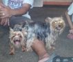 yorkie, yorkshire, yorkshire stud, yorkie stud, -- Dogs -- Metro Manila, Philippines