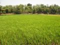 ricefield for sale in siaton, 12 hectare plus, (helping a relative) direct buyer only, thank you, -- Land & Farm -- Dumaguete, Philippines