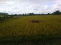 farm land, rice field, -- Land & Farm -- Cabanatuan, Philippines