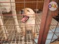 labrador female puppy, -- Dogs -- Bulacan City, Philippines