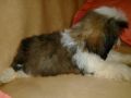 quality male shihtzu puppy, -- All Animals -- Pasay, Philippines
