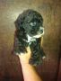 toy poodle, -- Dogs -- Antipolo, Philippines