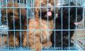 shih tzu puppies, -- Dogs -- Metro Manila, Philippines