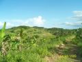 coconut farm, mango farm, guinayangan, quezon, -- Farms & Ranches -- Quezon Province, Philippines