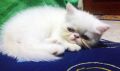kittens, cats, exotic shorthair, persian, -- Cats -- Metro Manila, Philippines